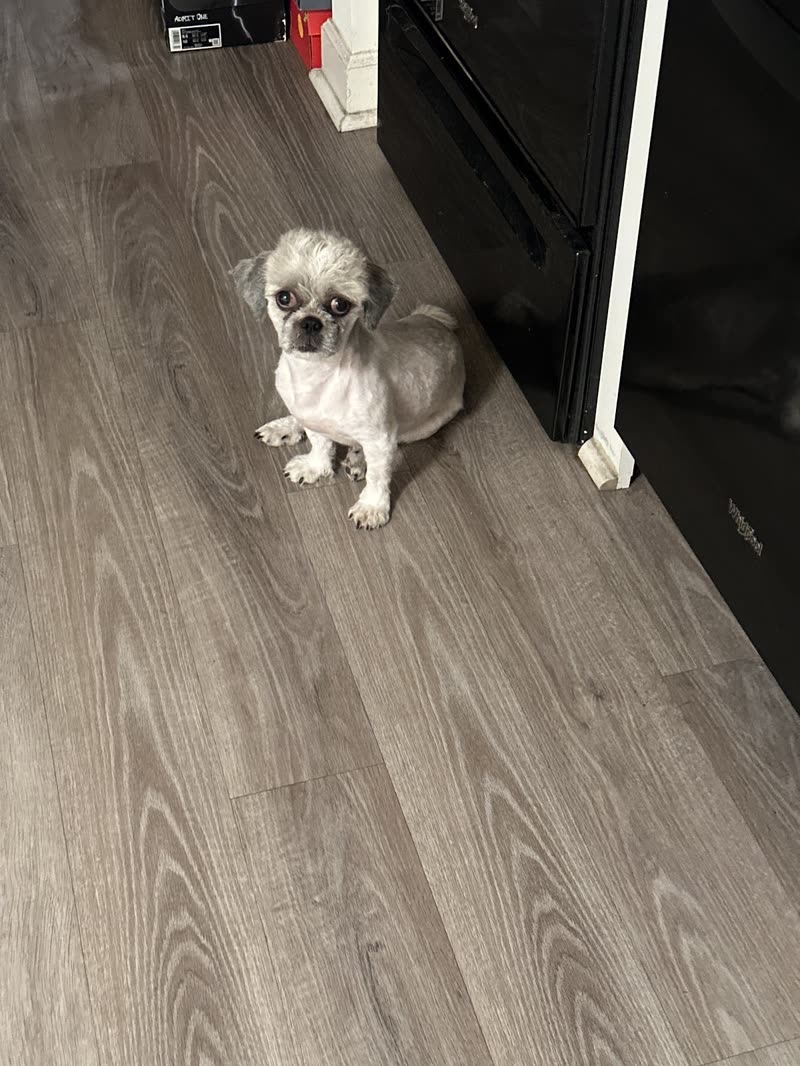 Short-clipped shih tzu photographed from above on the salon's wood-effect floor beside a dark cabinet
