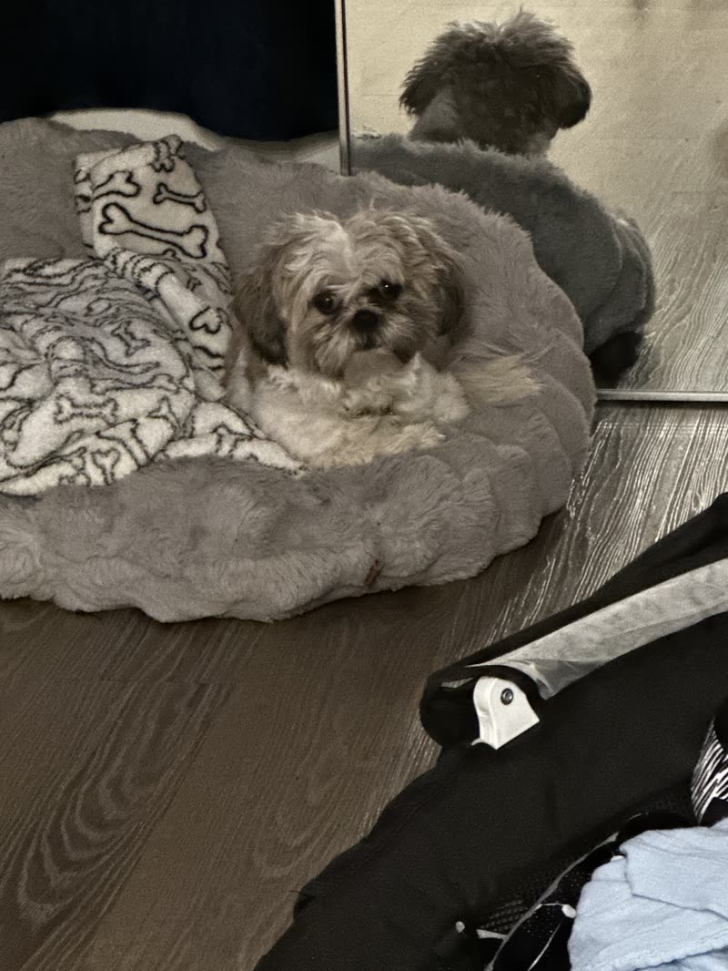 Small shih tzu curled in a plush round bed on a grey rug, a second dog resting behind
