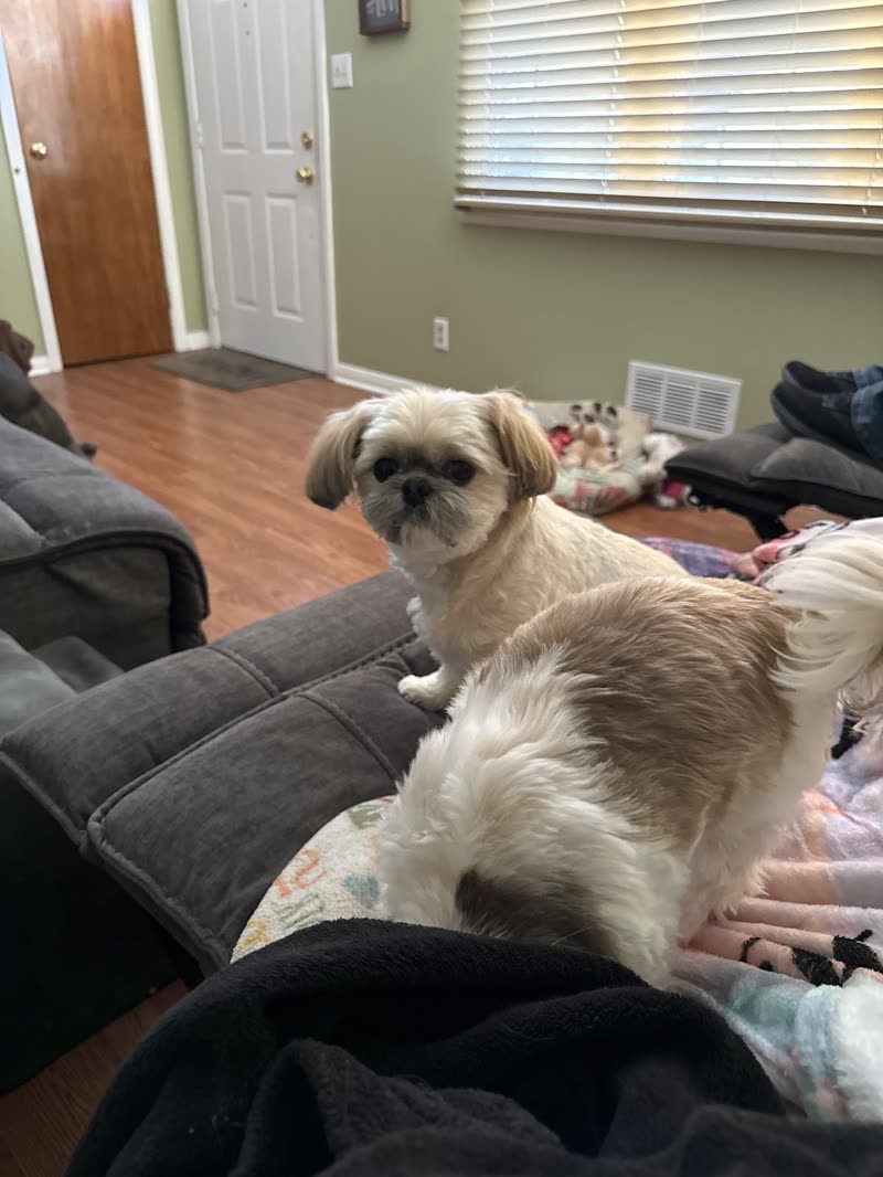 Long-coated shih tzu standing on a grey sofa in a bright living room