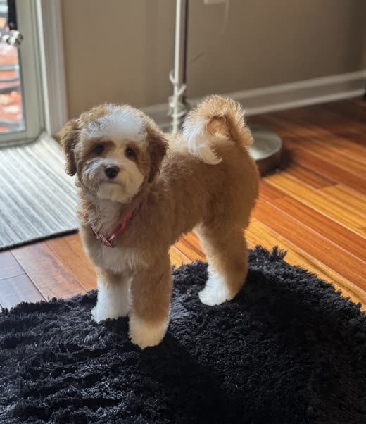 Cream-and-tan doodle with a rounded teddy-bear scissor trim, standing in a bright hallway
