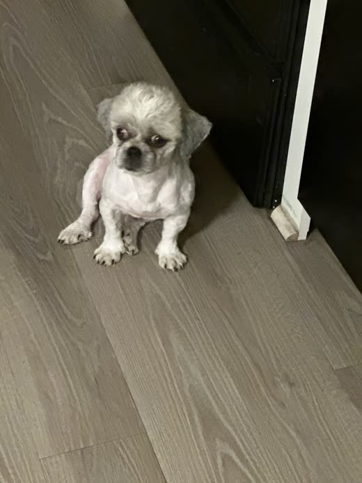 Small shih tzu with a short summer shave-down sitting on a laminate floor