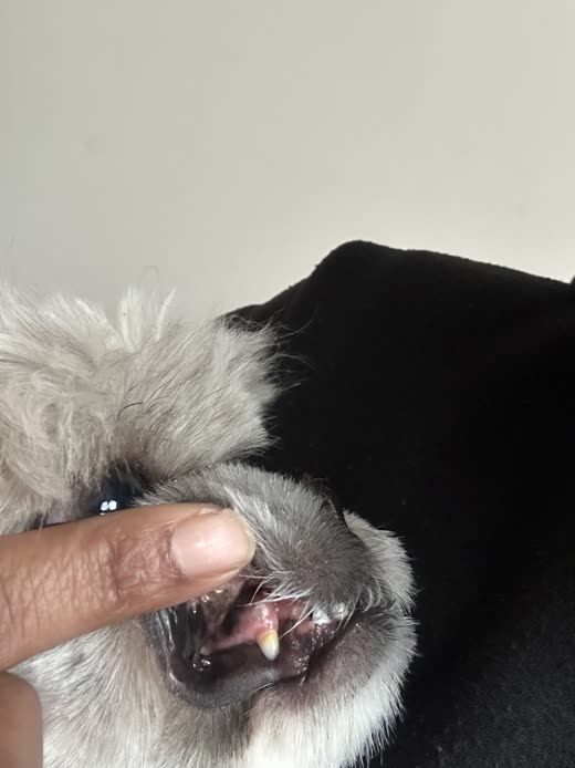Close-up of a hand lifting a dog's lip to check its teeth and gums
