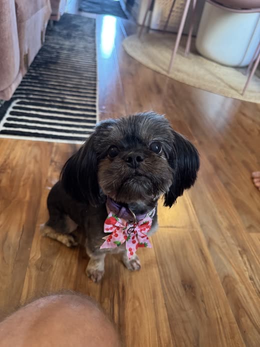Dark brindle shih tzu in a pink floral bandana, looking up at the camera