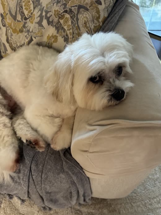 White shih tzu with a neat face trim resting on a floral sofa